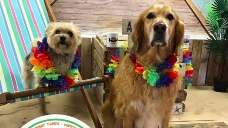 Abren una cafetería con perritos rescatados donde se puede adoptar a uno