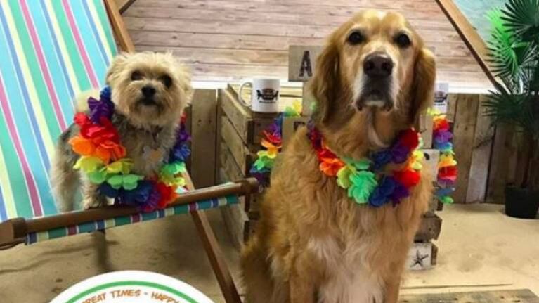 Abren una cafetería con perritos rescatados donde se puede adoptar a uno