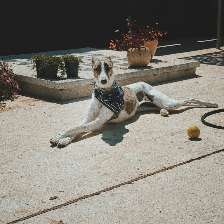 Abrojo, el galgo rescatado de Diego Poggi (Foto: Instagram @poggi)