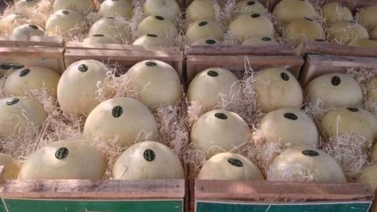 Absolvieron a un cartonero que intentó robar cuatro melones en una verdulería