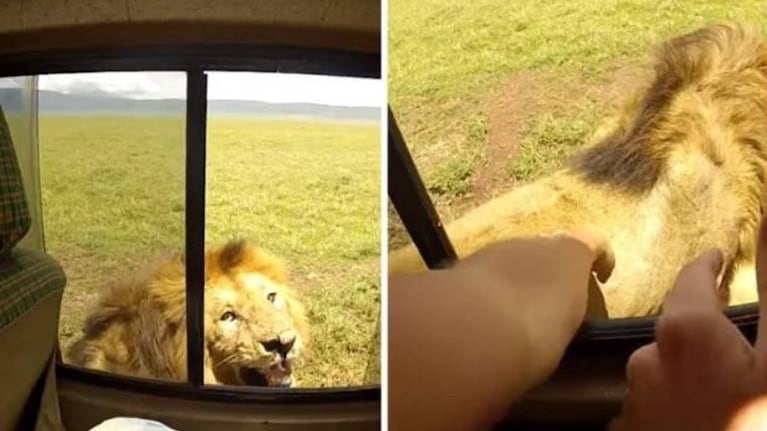 Acarició a un león y le tomó una foto, pero se llevó el susto de su vida