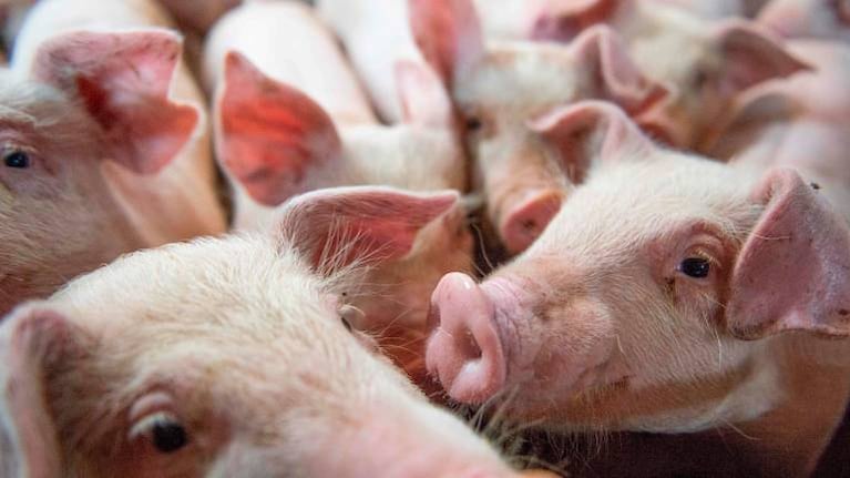 Acuerdo con China: ¿Hay riesgo sanitario y ambiental en la producción porcina?