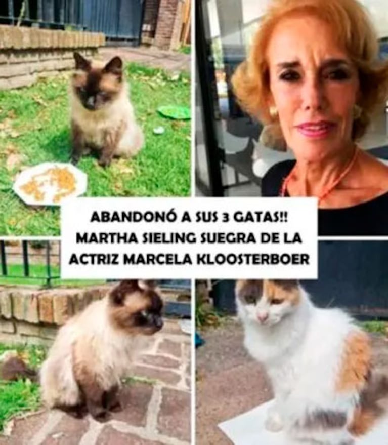 Acusan a la suegra de Marcela Kloosterboer de abandonar a sus gatas (Captura de redes sociales)