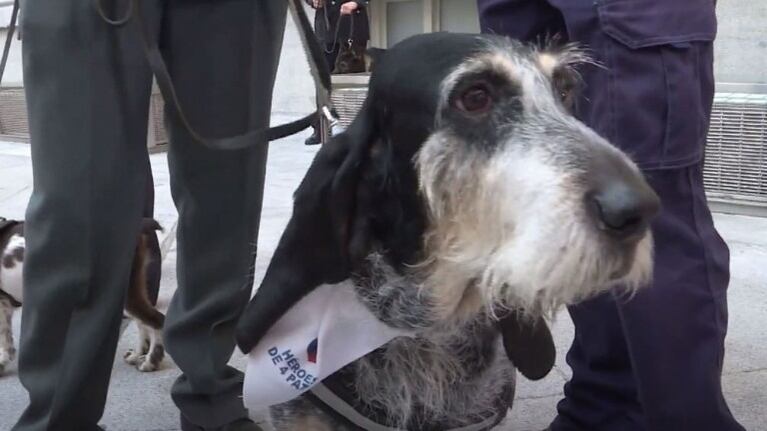 Adopta un Jubilado, la iniciativa de Madrid para encontrar hogar a los perros de las Fuerzas y seguridad