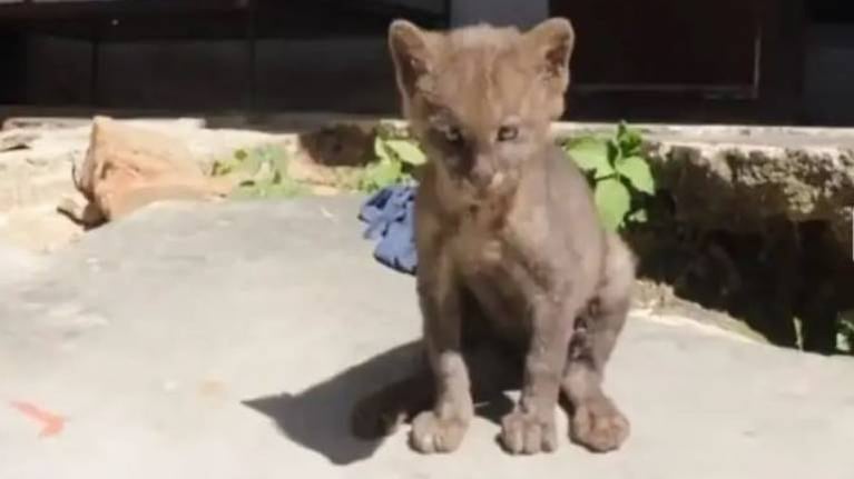 Adoptó a un “gatito” y resultó ser un puma yaguarundí