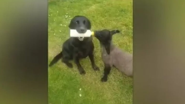 Adorable momento en que un inteligente perro alimenta con un biberón a un cordero huérfano