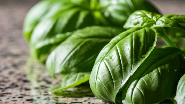 Albahaca, una hierba aromática ideal para el invierno. (Foto: Gemini)