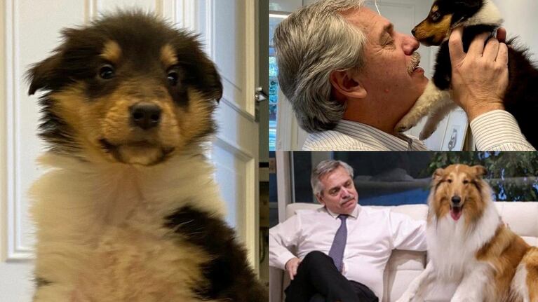 Alberto Fernández presentó a la cachorrita que tuvo Dylan, su perro: ¡Bienvenida, Kaila!