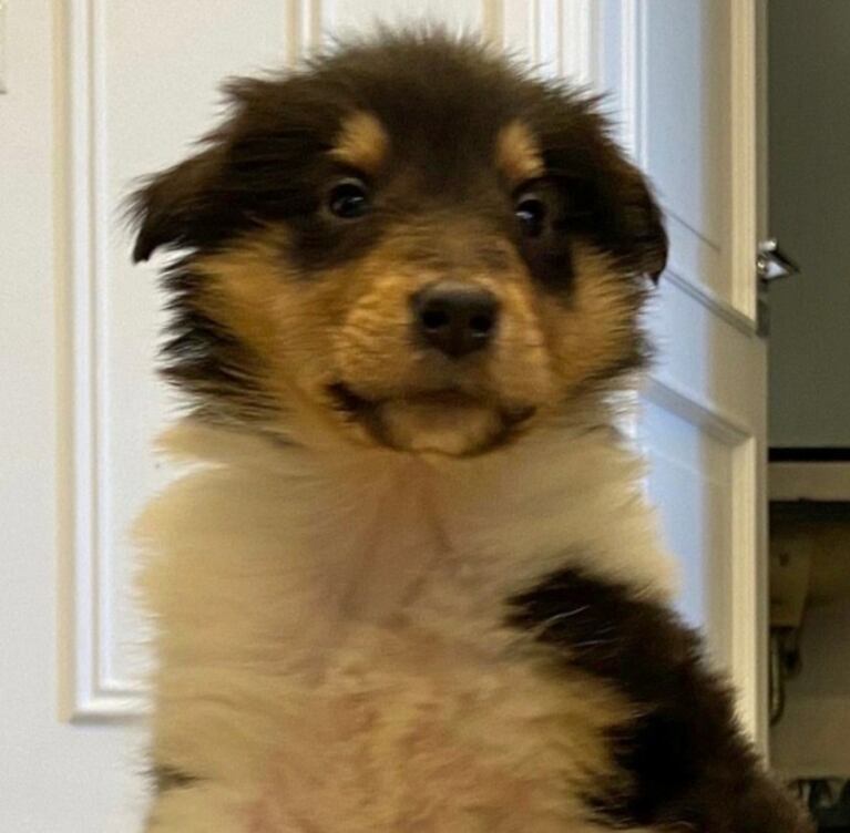 Alberto Fernández presentó a la cachorrita que tuvo su perro Dylan: "¡Bienvenida, Kaila!"