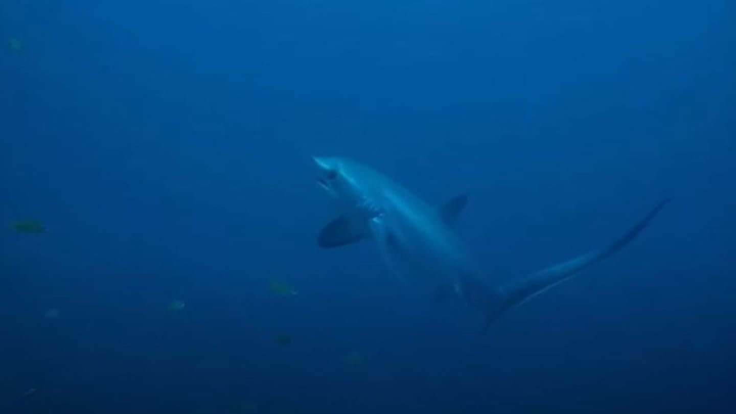 ¿Alguna vez habías visto un tiburón zorro de cerca?