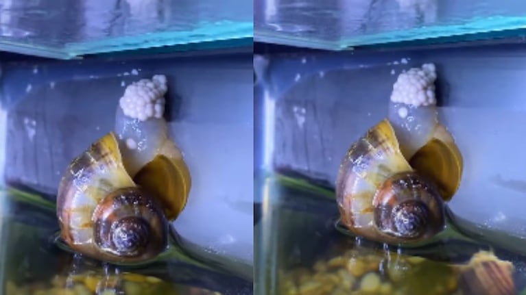 ¿Alguna vez has visto a un caracol de agua dulce poniendo una nidada de huevos?