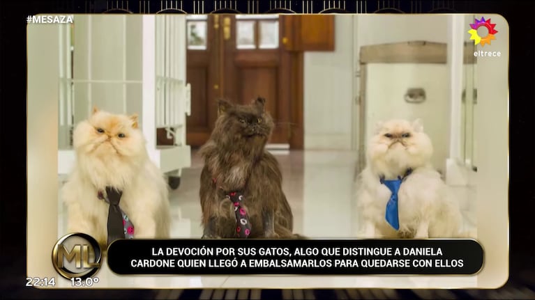Algunos de los gatos embalsamados de Daniela Cardone.