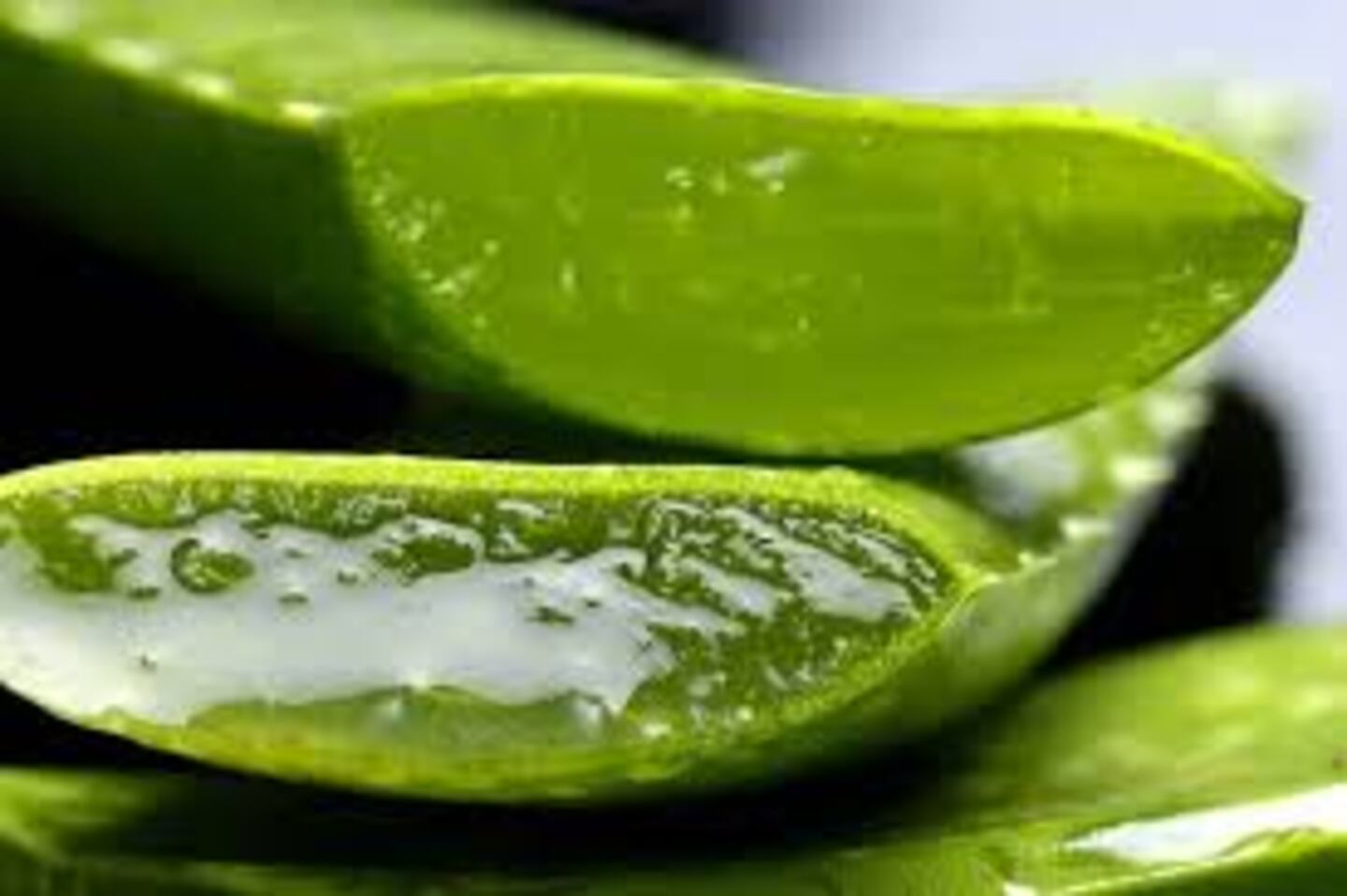 Aloe Vera: una panacea para el cuerpo