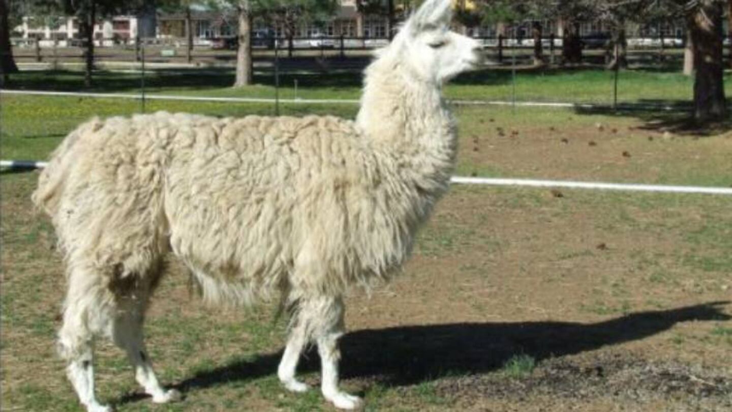 Alpaca interrumpe un partido de fútbol en Reino Unido