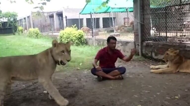 Amante de los animales convierte su jardín en un zoológico al convivir con leones y avestruces