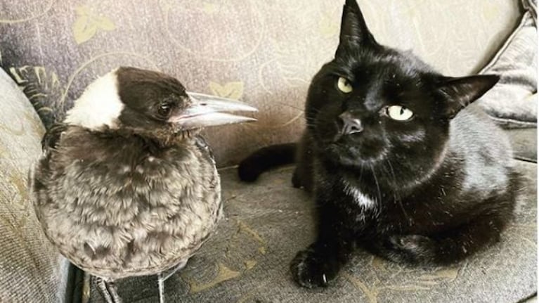 Amistades inusuales: un gato y una urraca desafían el mundo animal