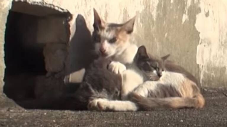 ¡Amor de madre! Gatita no se separa de su cría discapacitada