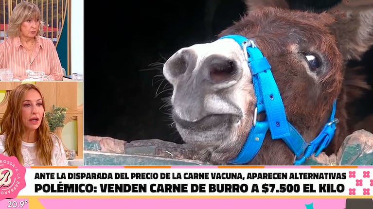 Analia Franchín vivió una desesperante situación con un burro (captura de Telefe)