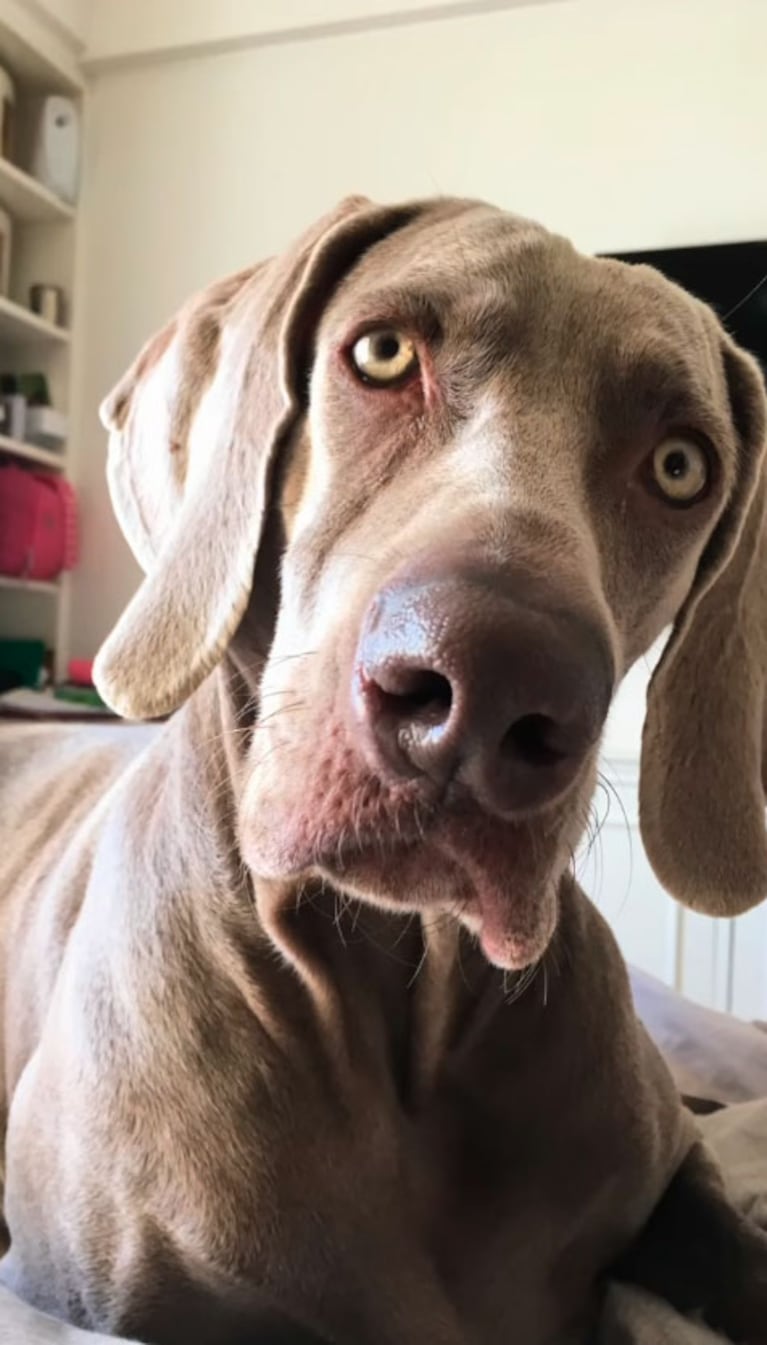 Angie Balbiani rompió en llanto en vivo (Captura de Instagram)