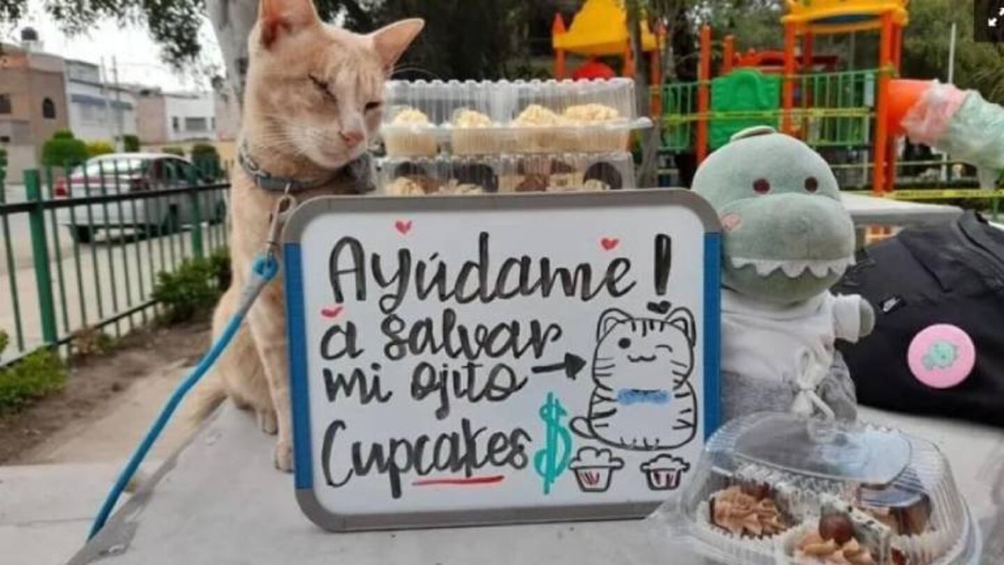 Antonio, el gatito que vende cupcakes para operarse y salvarse de la ceguera
