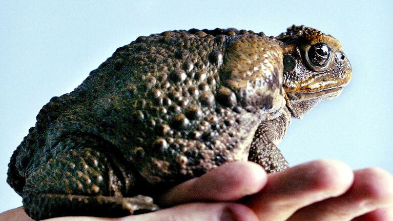 Aparecen sapos gigantes con toxinas capaces de matar a un perro. Foto: AFP.
