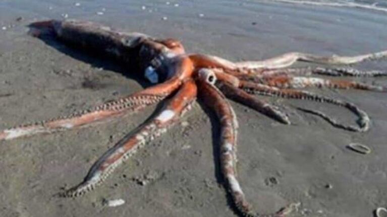 Apareció un calamar gigante en una playa 