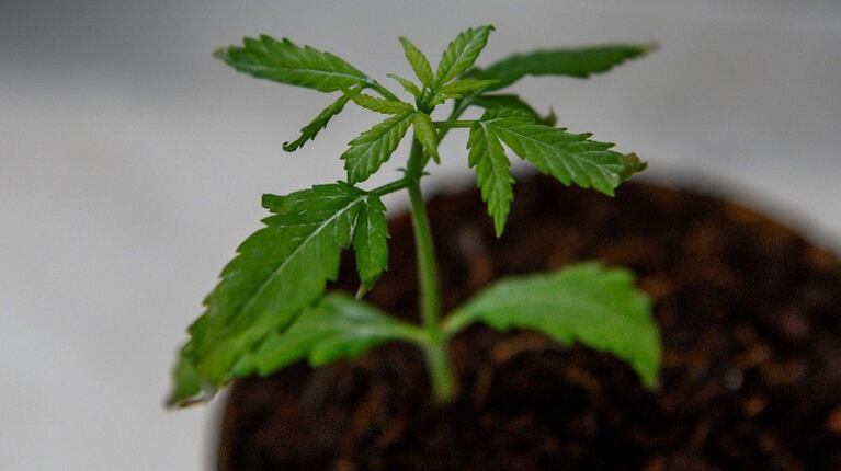 Argentina legaliza autocultivo de cannabis para uso medicinal. Foto: AFP.