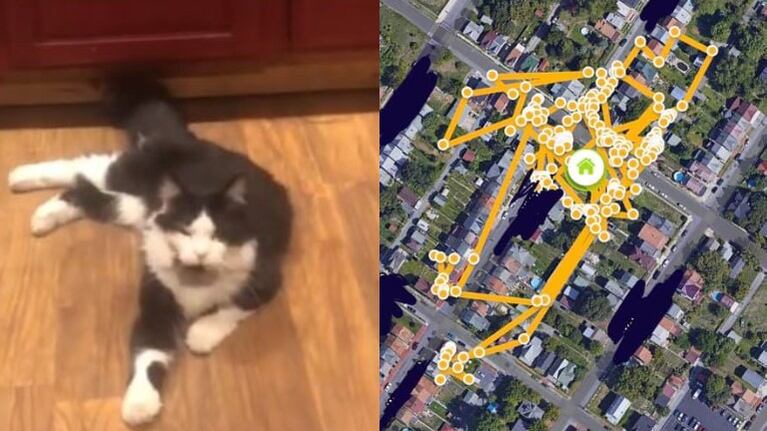 Armó una página en Facebook para devolver los zapatos que su gato robaba en el barrio