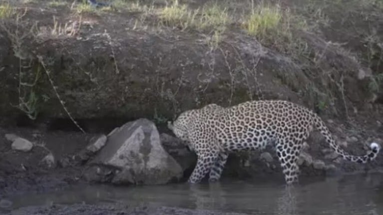 Así cazó este leopardo un pez en el río
