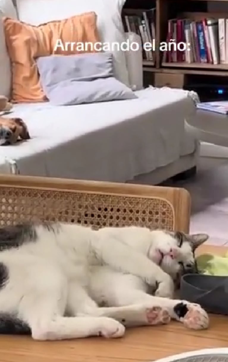 Así es la casa de Cande Vetrano y Andrés Gil: estilo vintage chic, luz natural y espacio para las mascotas | Créditos: Instagram @candelivetrano