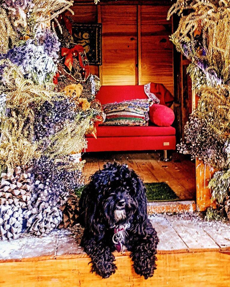 Así es la casa perruna de Morita Ginocchio. (Foto: instagram/moraizcaro)