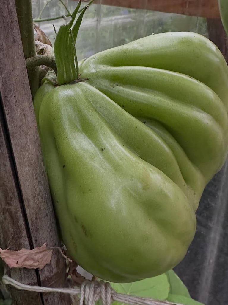 Así es la casa verde de Paula Colombini: enorme jardín con plantas nativas y comestibles (Foto de Instagram @colombinipaula )