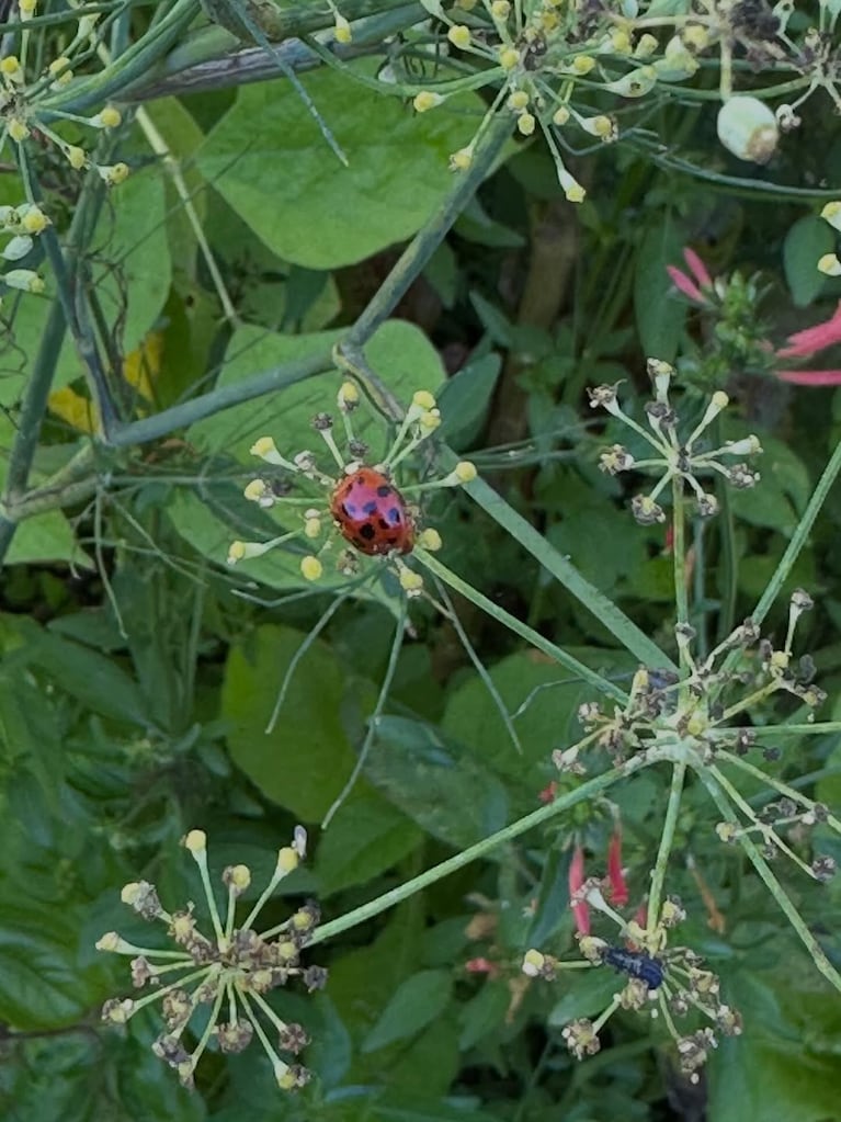 Así es la casa verde de Paula Colombini: enorme jardín con plantas nativas y comestibles (Foto de Instagram @colombinipaula )