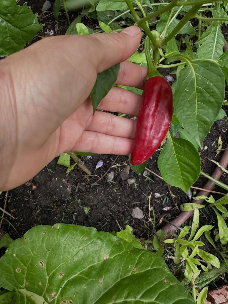 Así es la casa verde de Paula Colombini: enorme jardín con plantas nativas y comestibles (Foto de Instagram @colombinipaula )
