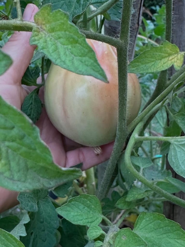 Así es la casa verde de Paula Colombini: enorme jardín con plantas nativas y comestibles (Foto de Instagram @colombinipaula )