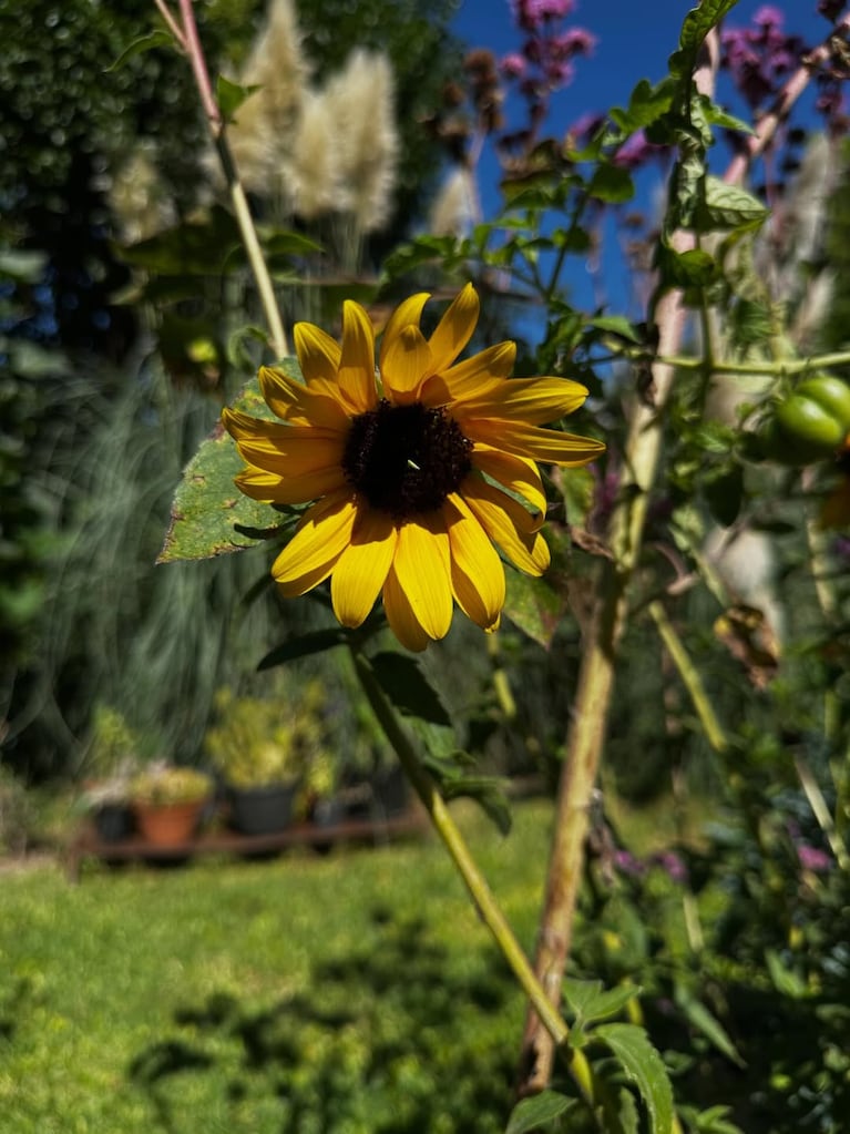 Así es la casa verde de Paula Colombini: enorme jardín con plantas nativas y comestibles (Foto de Instagram @colombinipaula )