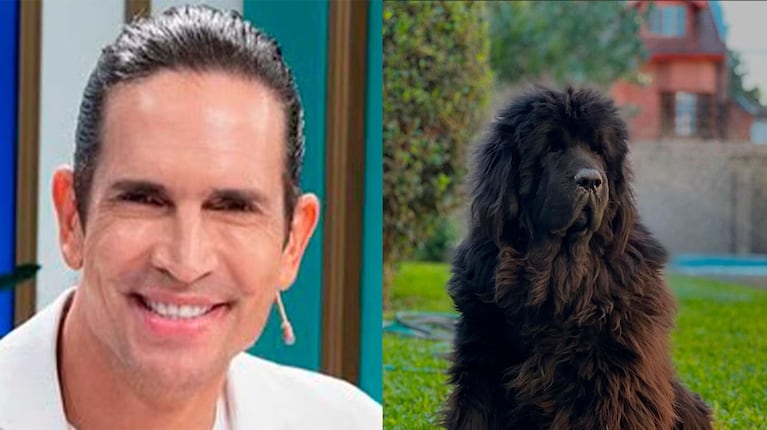 Así es la moderna casa de Diego Ramos: amplia y funcional para sus enormes perros