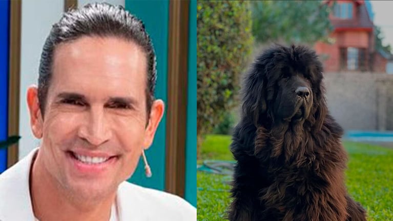 Así es la moderna casa de Diego Ramos: amplia y funcional para sus enormes perros