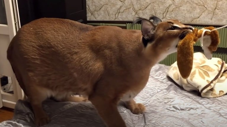 Así es vivir con un gato caracal salvaje
