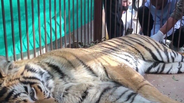 Así fue el tenso rescate de una tigresa que se había desorientado en una localidad de la India
