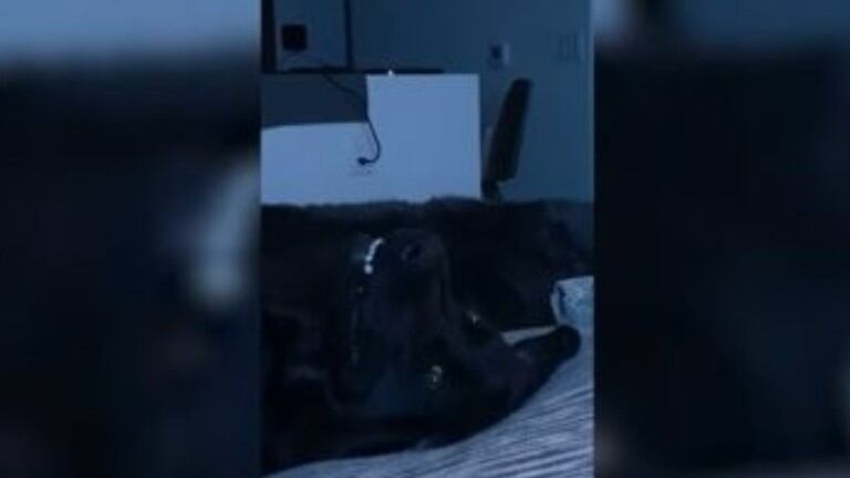 Así reacciona este perro dormido al escuchar su palabra favorita