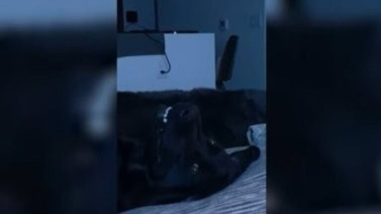 Así reacciona este perro dormido al escuchar su palabra favorita