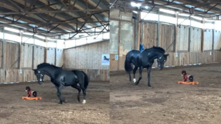 Así reacciona un caballo al encontrarse con un caballo mecedor en su establo