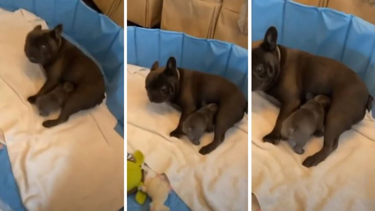  Así reacciona un perro cuando su cachorro lo confunde con su madre ¡a la hora de la comida!