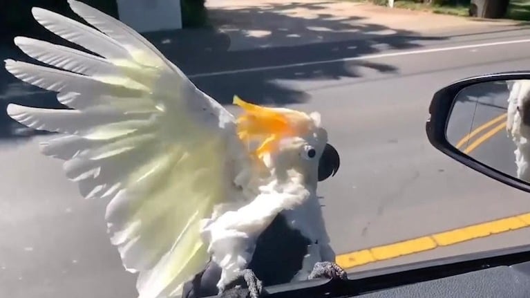 Así viaja una cacatúa aventurera en coche por la isla de Maui, Hawái