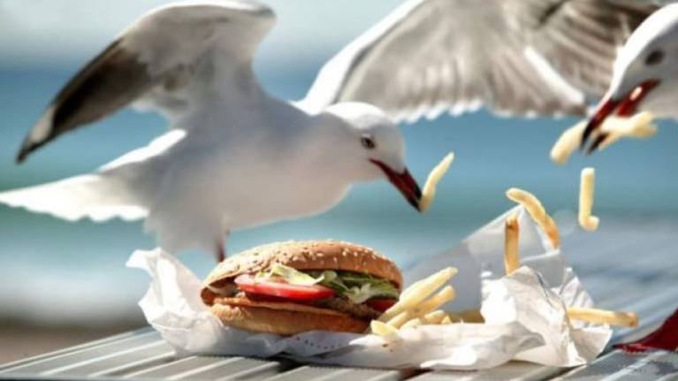 Asombro y enojo: agarra a una gaviota en vuelo para que no se robe su hamburguesa