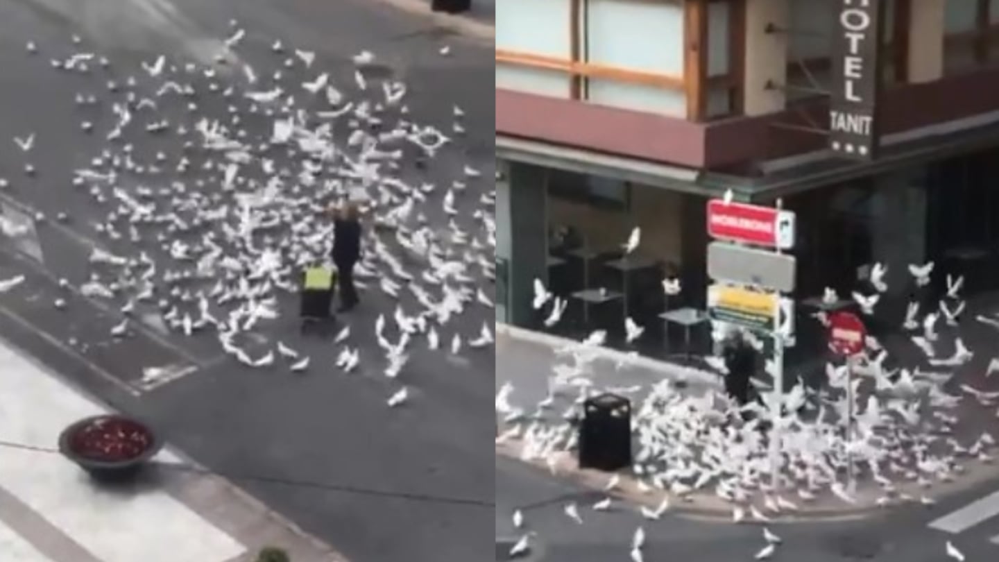 Ataque de palomas en la salida de un supermercado por “falta de comida”.