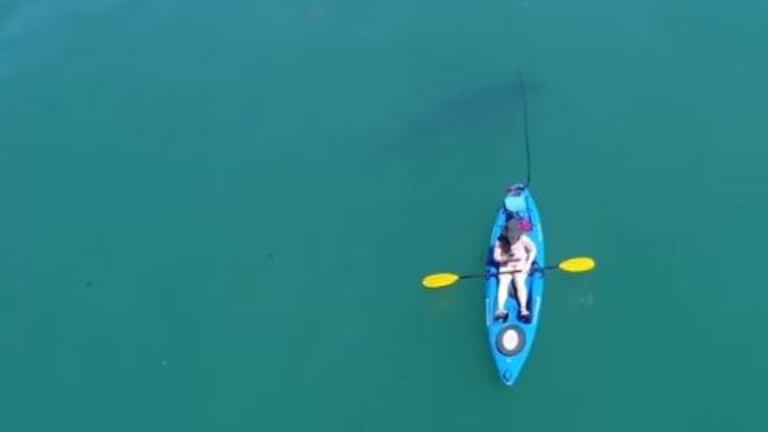 Aterrador: apareció un tiburón mientras practicaba kayak.