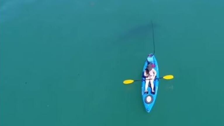 Aterrador: apareció un tiburón mientras practicaba kayak.