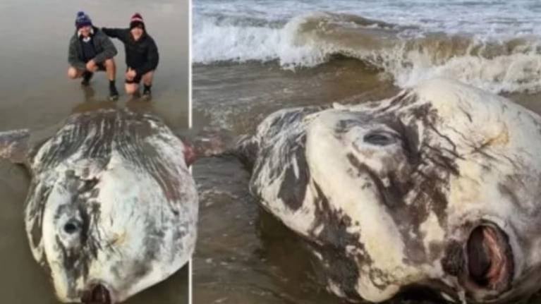 Aterradora criatura marina aparece muerta en una playa de Australia